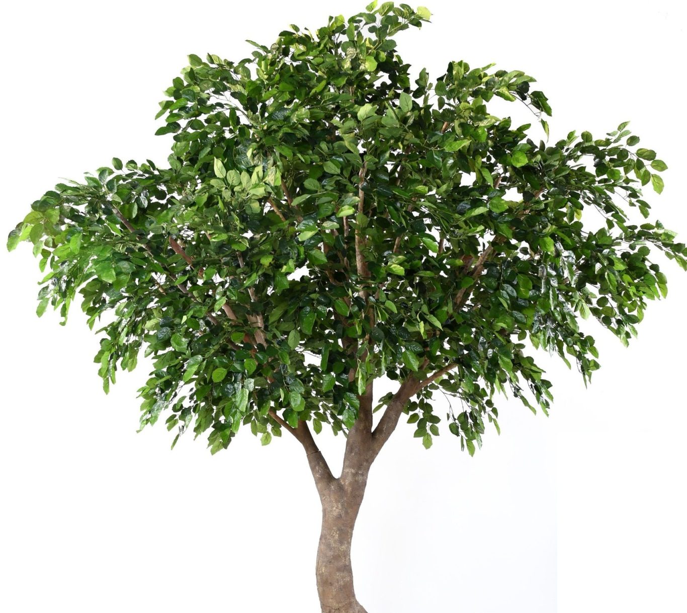 Arbre avec un tronc brun et un feuillage dense et vert.