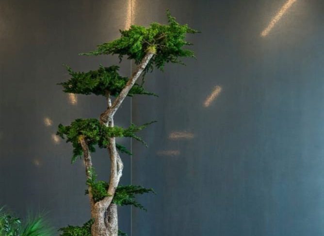 Un bonsaï verdoyant contre un mur sombre et des lumières tamisées.