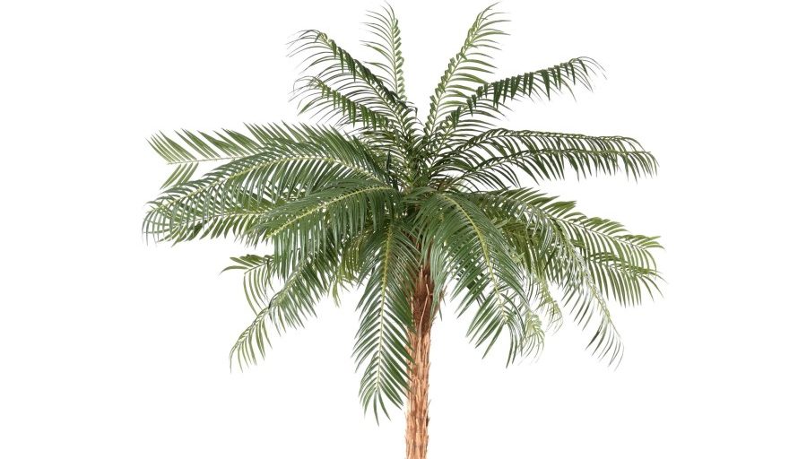 Palmier avec de grandes feuilles vertes, tronc marron clair.