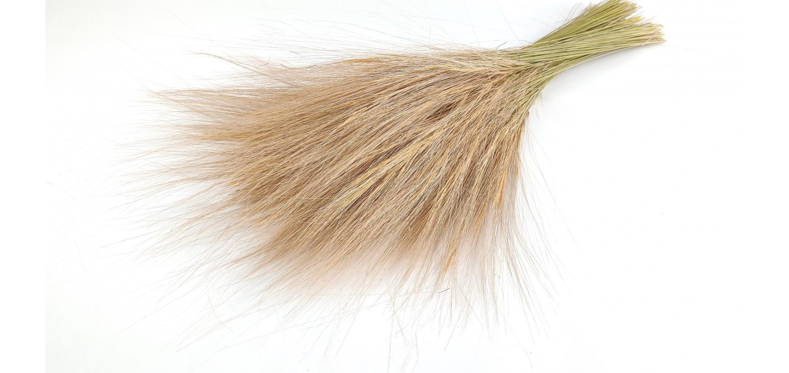 Un épi de céréale doré avec des brins fins et soyeux.