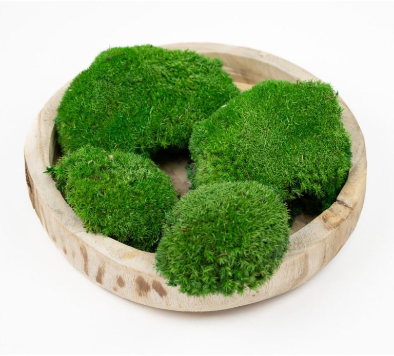 Mousse verte disposée dans un plat en bois.