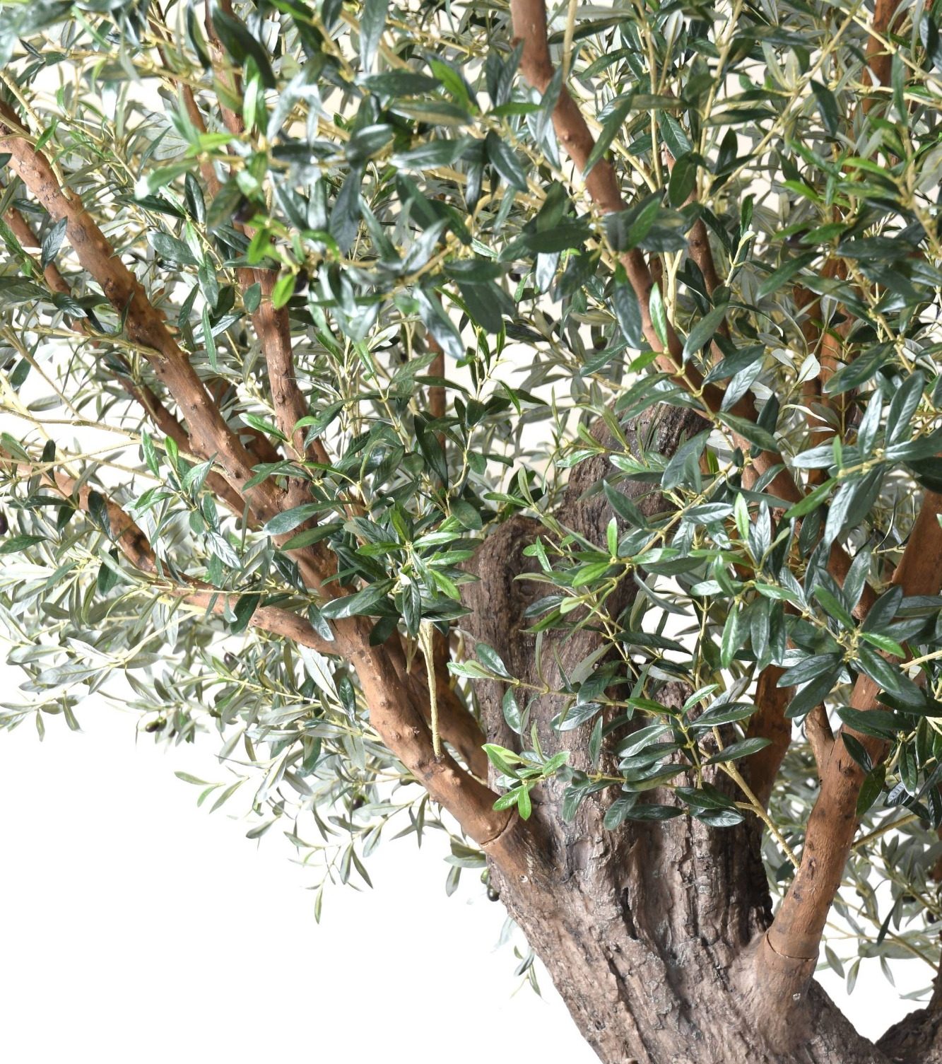 Branche d'un arbre avec des feuilles vertes et un tronc brun.