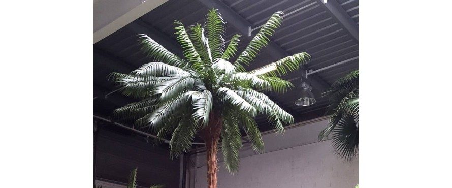 Palmier avec des feuilles vertes luxuriantes, se dressant dans un espace intérieur.