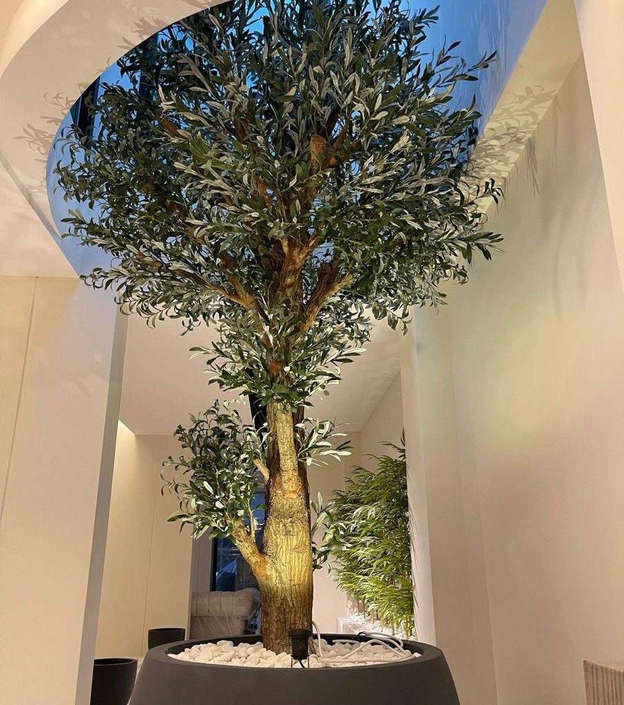 Arbre d'olive dans un pot, éclairé par une lumière douce, ambiance intérieure moderne.