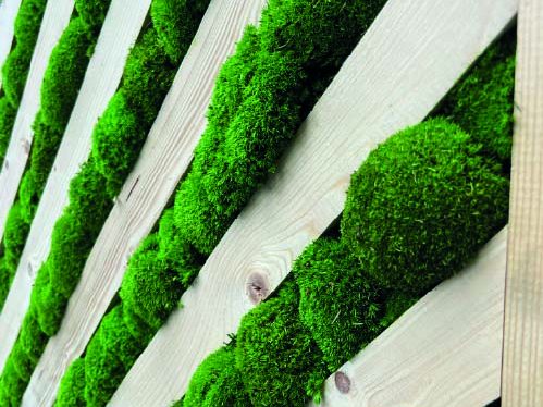 Mousse verte ornant des lattes de bois en diagonale.