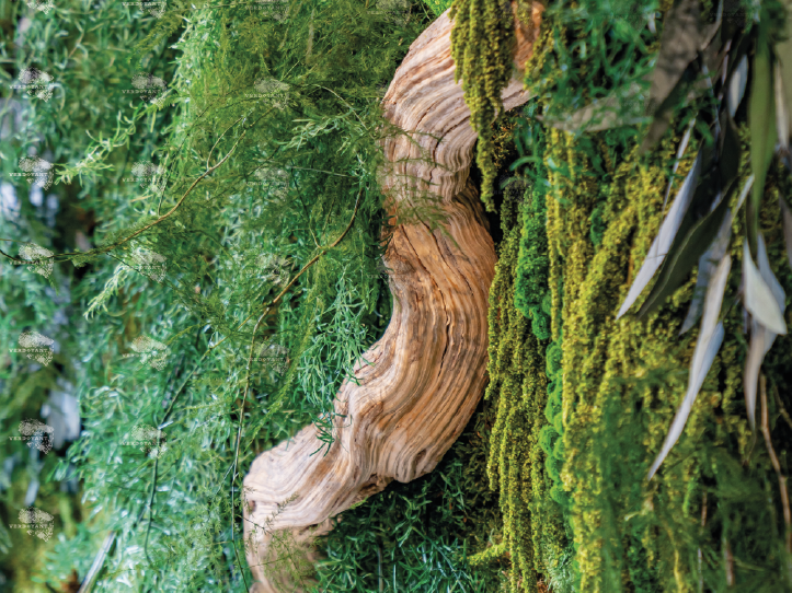 Tronc en bois enveloppé de fougères et de plantes vertes luxueuses.