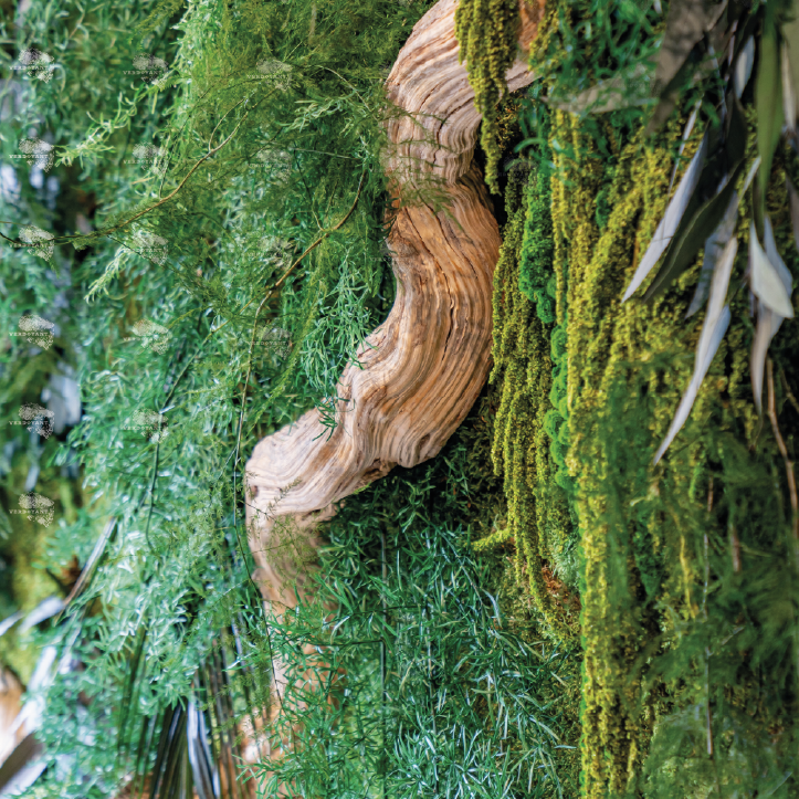 Lianne de bali parmi des fougères et des plantes vertes luxuriantes.