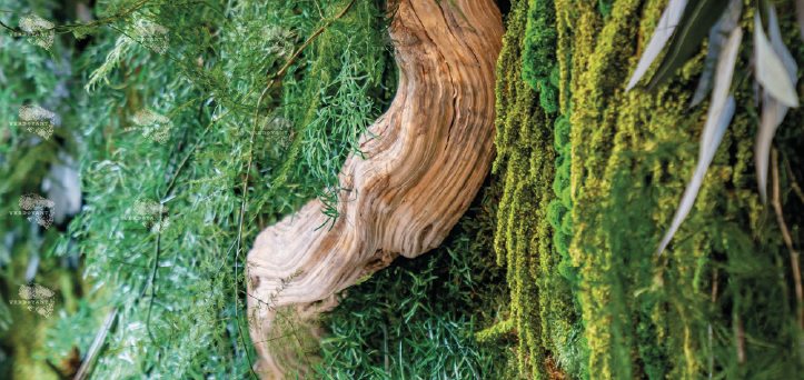 Mur verdoyant avec une lianne de bali.
