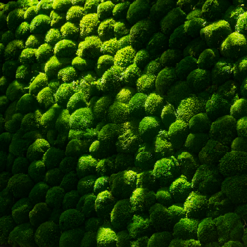 Mousse verte texturée en petite boule, créant un effet de profondeur et de couleur.