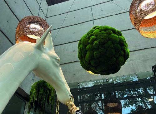 Plantes suspendues au plafond dans un café lumineux avec des murs décorés de photos.