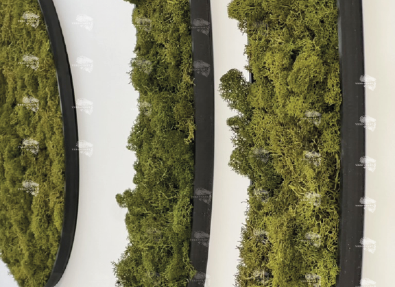 Mousse verte décorative en cadres noirs, disposée en vagues sur un fond clair.