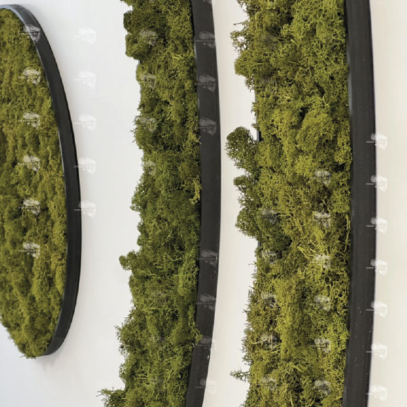 Mousses vertes disposées en bandes dans des cadres noir sur un fond blanc.