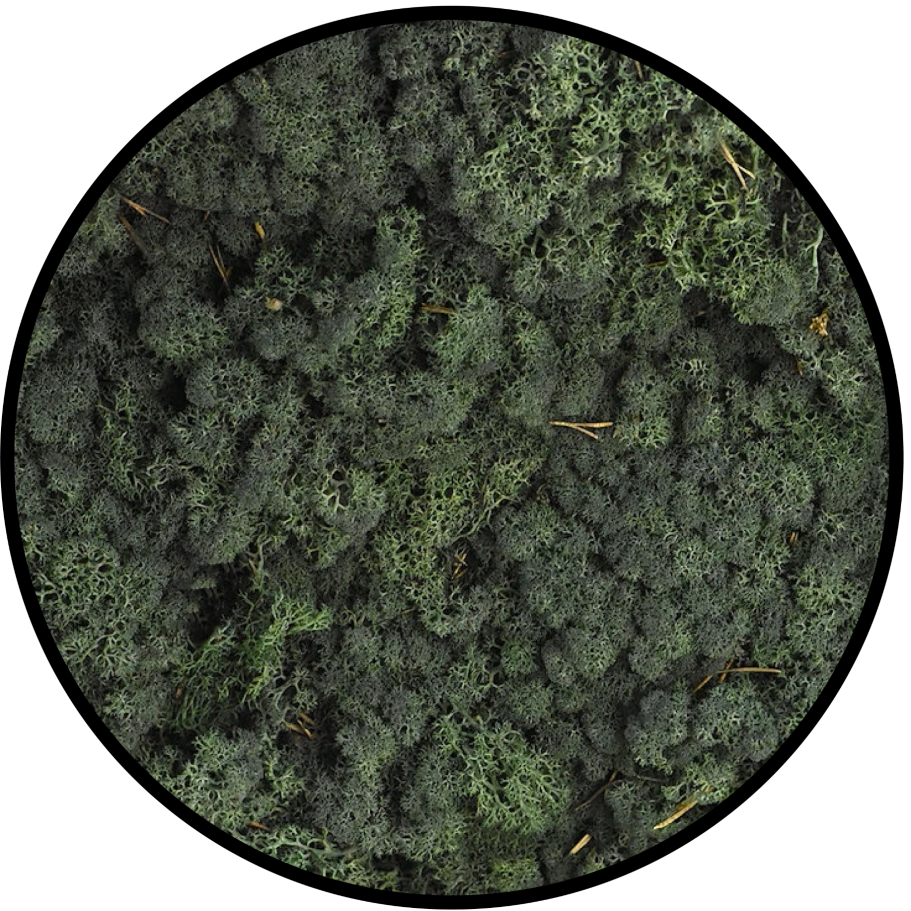 Manteau de mousse et feuillage luxuriant en nuances de vert.