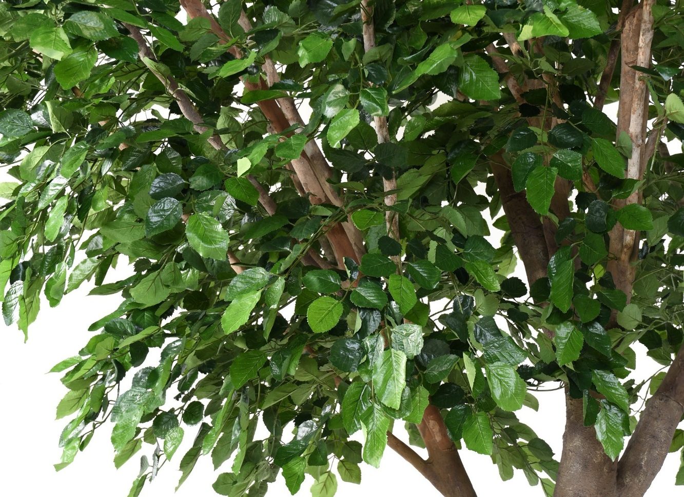 Folio d'un arbre avec des feuilles vertes brillantes.