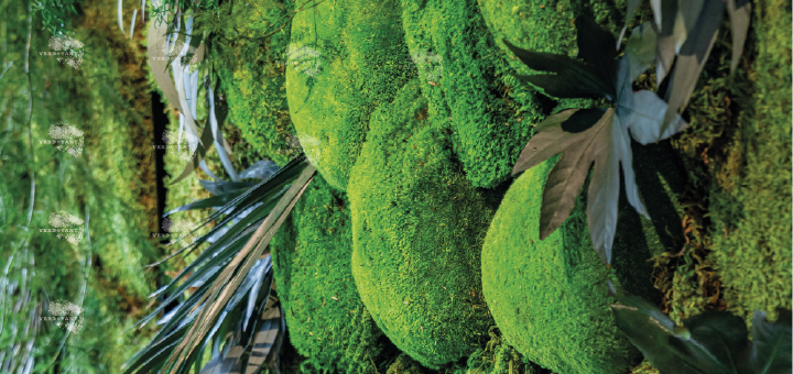 Mousse et plantes vertes en abondance sur un fond naturel luxuriant.