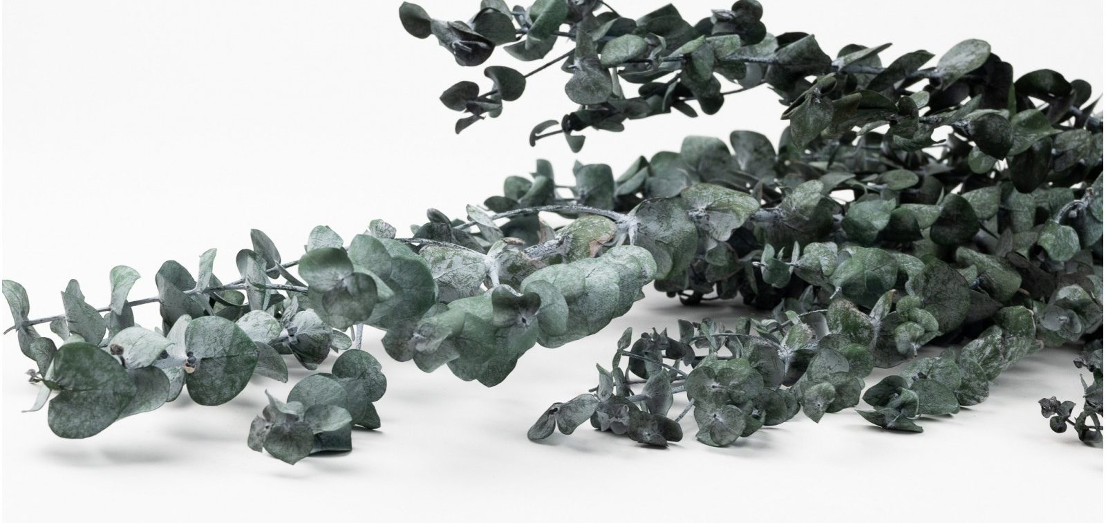 Branche d'eucalyptus aux feuilles gris-vert sur fond blanc.