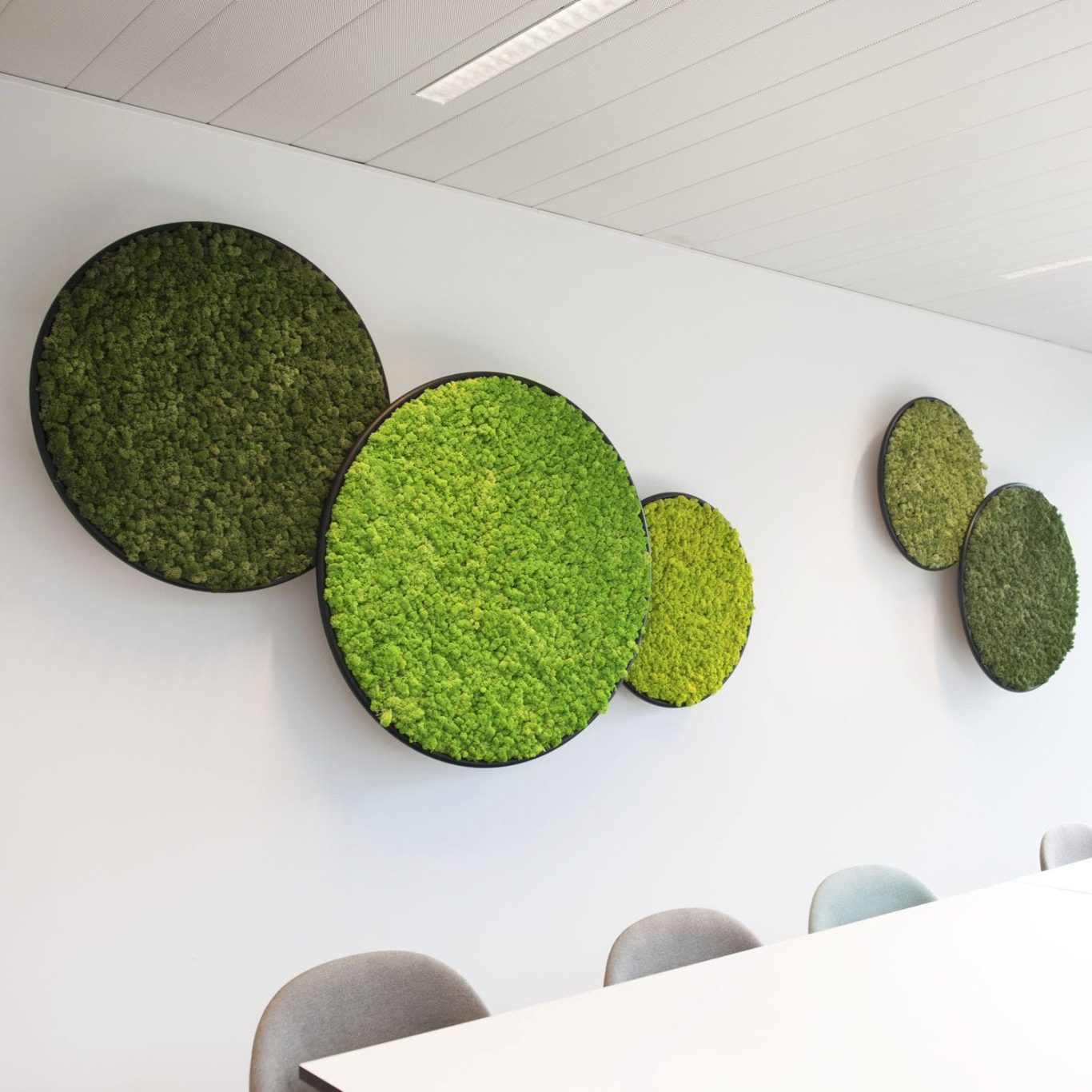 Trois cercles de mousse stabilisé accrochés à un mur blanc dans un bureau moderne.