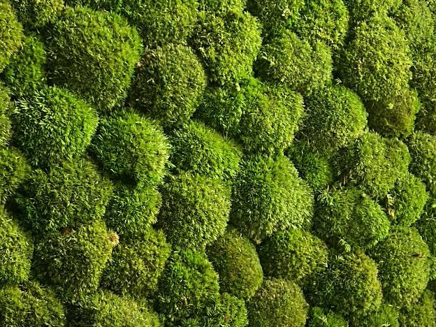 Décoration aérienne naturelle – Espace d’accueil du Centre des Congrès Mousse verte ornant des lattes de bois en diagonale.