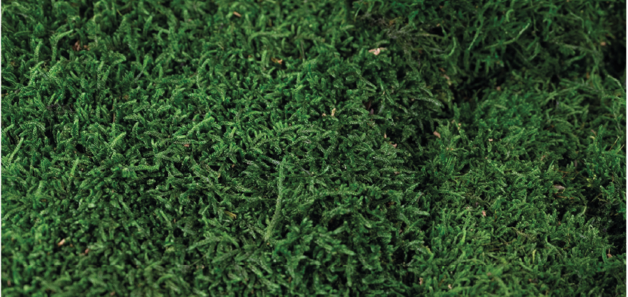 Herbe verte dense avec une texture moelleuse et uniforme.