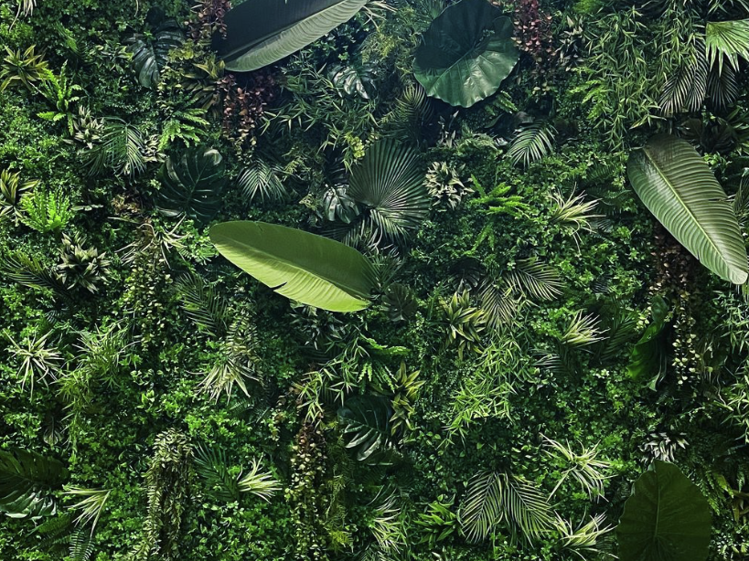 Mur de verdure dense avec des feuilles et des plantes variées.
